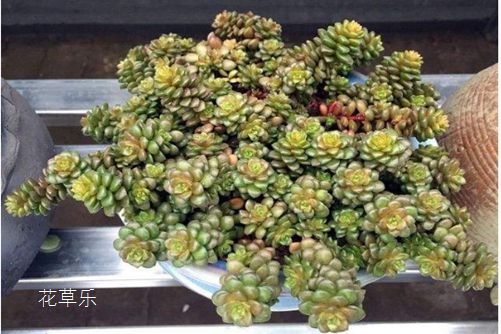 极致镜头——欧美黄色网站在线播放，捕捉生活中的非凡瞬间