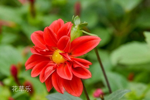 镜头像长——久久ee热这里只有精品，揭示生活中的微观与宏观之美